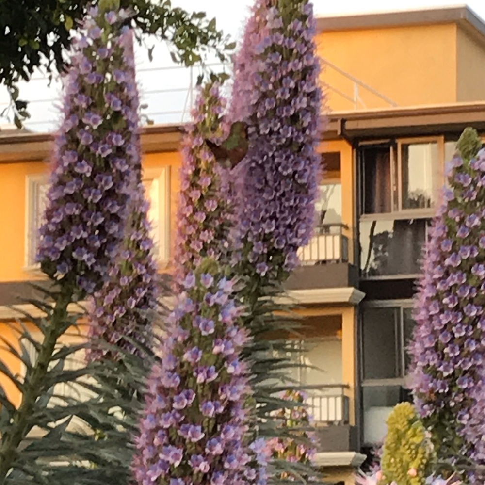 Meet your Posher, Adri